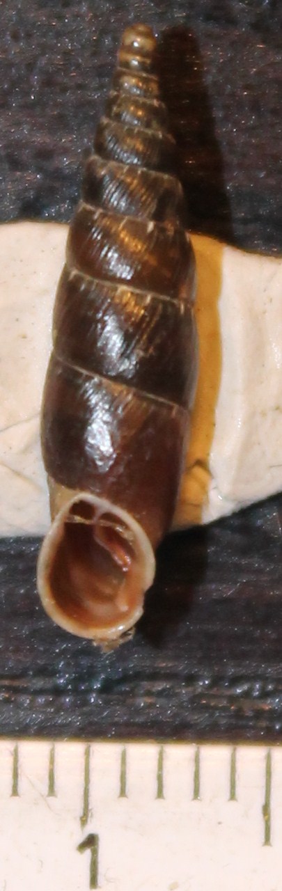 Clausiliidae da identificare